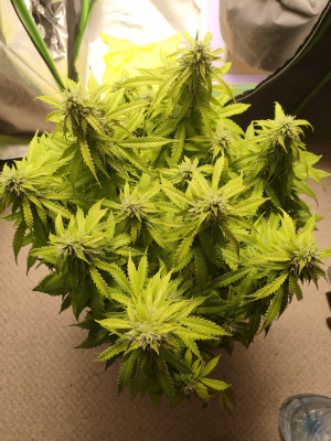 1682437992867.png 1682437992867.png