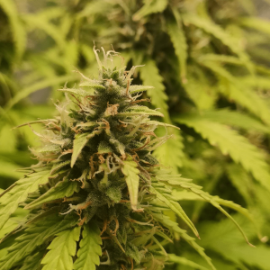 1682438184586.png 1682438184586.png