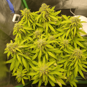 1682438203715.png 1682438203715.png