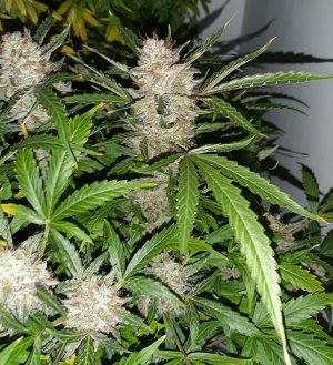 20230426_090717.jpg 20230426_090717.jpg