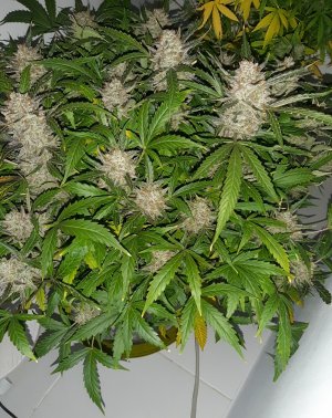 20230426_095226.jpg 20230426_095226.jpg