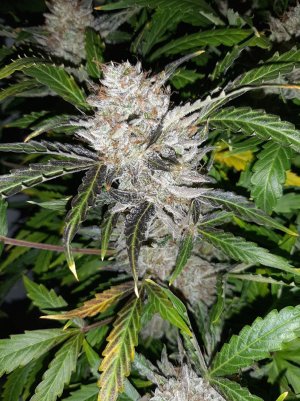 20230426_095151.jpg 20230426_095151.jpg