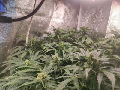 IMG_20230426_114112_414.jpg IMG_20230426_114112_414.jpg