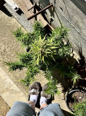 IMG_8276.jpeg IMG_8276.jpeg