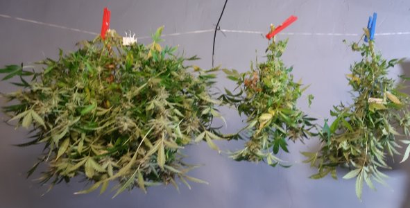 20230426_175928.jpg 20230426_175928.jpg