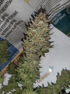 20230426_175735.jpg 20230426_175735.jpg