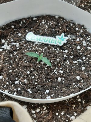 20230428_203800.jpg 20230428_203800.jpg