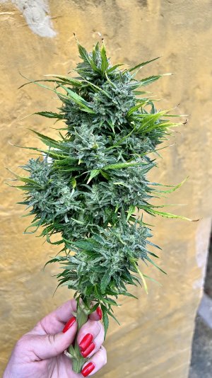 IMG_8380.jpeg IMG_8380.jpeg