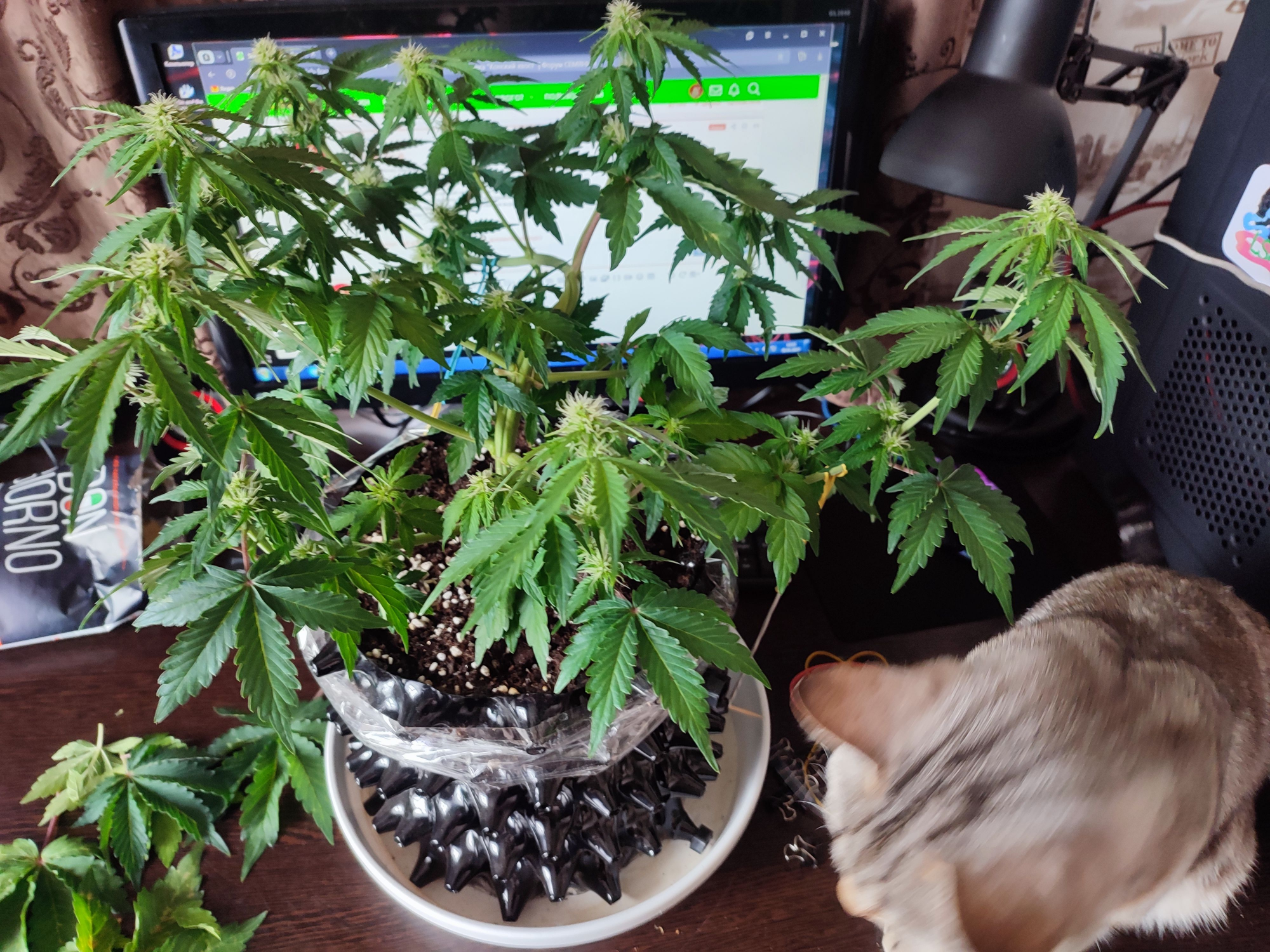 1683099235727.png 1683099235727.png