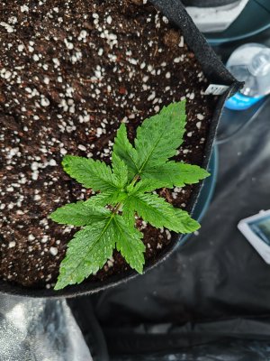 IMG_20230504_180931.jpg IMG_20230504_180931.jpg