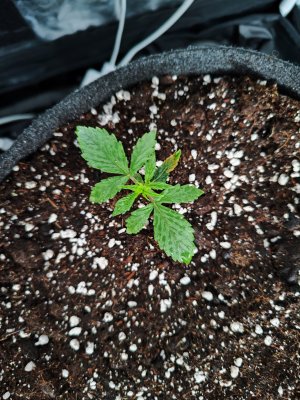 IMG_20230504_180942.jpg IMG_20230504_180942.jpg