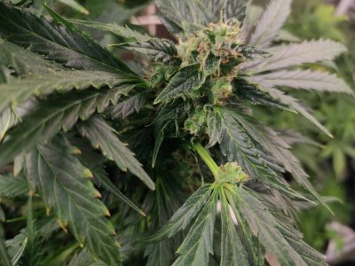 IMG_20230505_122229_437.jpg IMG_20230505_122229_437.jpg