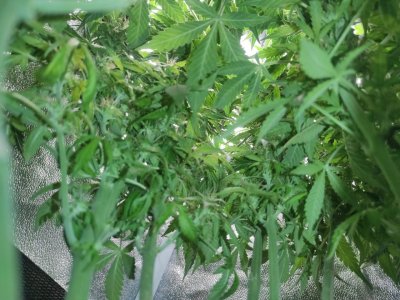 IMG_20230505_122831_745.jpg IMG_20230505_122831_745.jpg