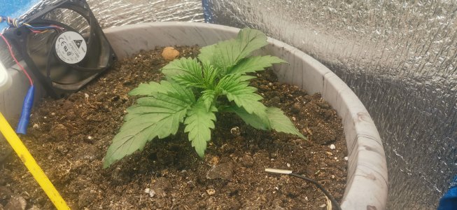 IMG_20230507_120319.jpg IMG_20230507_120319.jpg