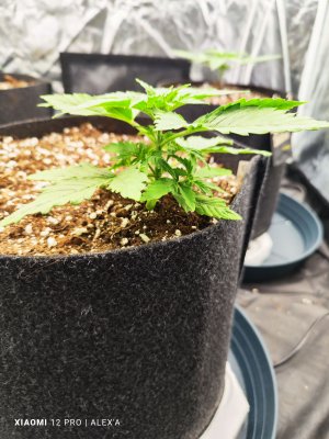 IMG_20230508_111758.jpg IMG_20230508_111758.jpg