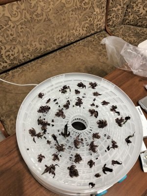 IMG20230510164954.jpg IMG20230510164954.jpg