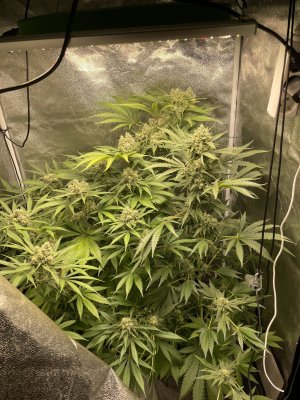 51EDDD1F-DB86-4542-ADF0-827F9552B6F6.jpeg 51EDDD1F-DB86-4542-ADF0-827F9552B6F6.jpeg