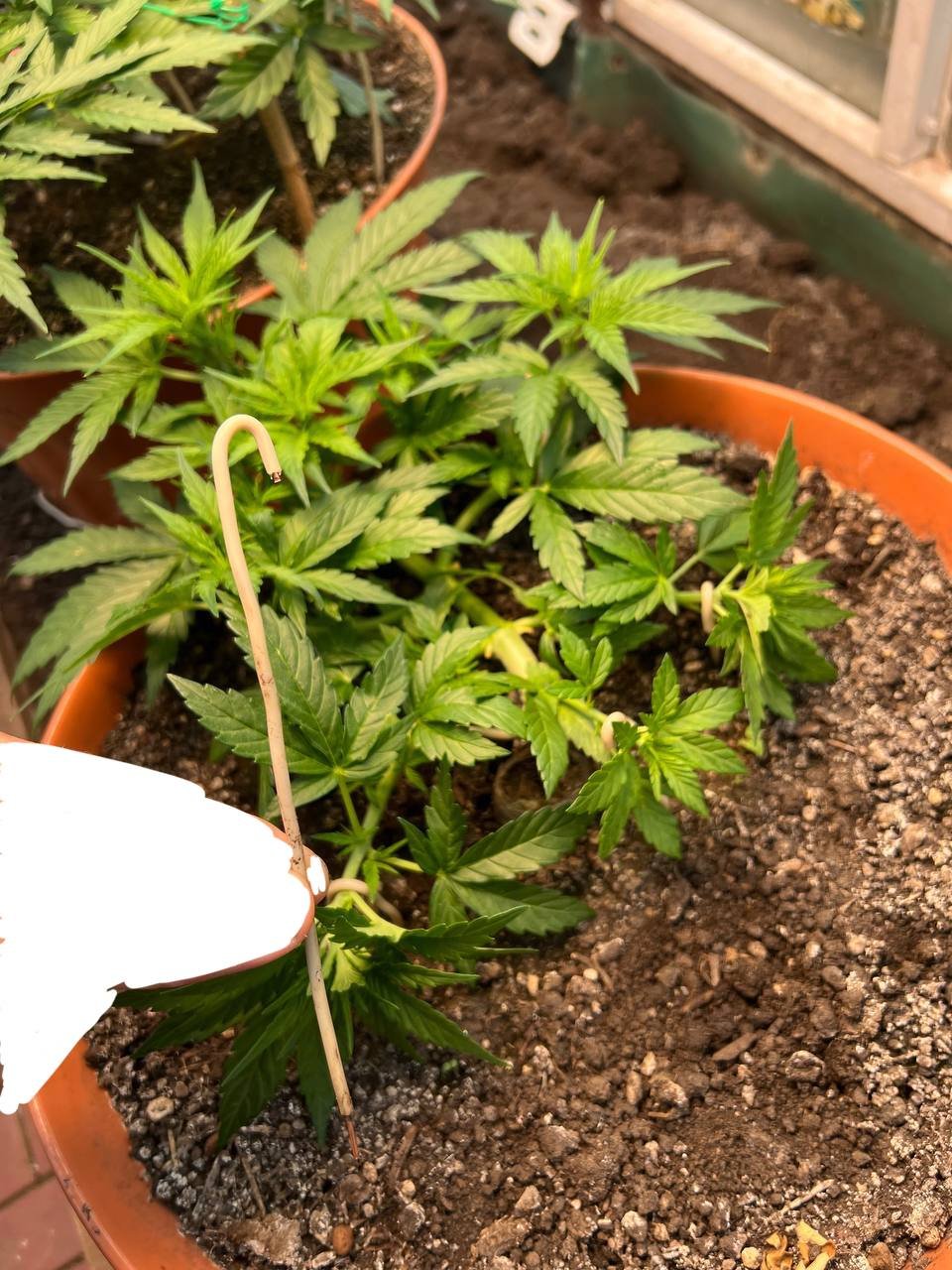 AEF7EB40-D457-4524-9FFC-65BD27FE02EF.jpeg AEF7EB40-D457-4524-9FFC-65BD27FE02EF.jpeg