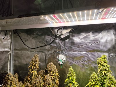 IMG_20230513_165932.jpg IMG_20230513_165932.jpg