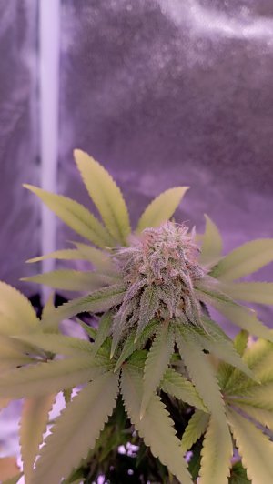 IMG_20230515_223156.jpg IMG_20230515_223156.jpg