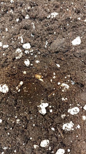 IMG_20230510_213225.jpg IMG_20230510_213225.jpg