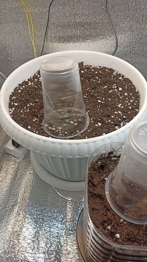 IMG_20230515_063954.jpg IMG_20230515_063954.jpg