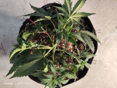 IMG_20230516_181347.jpg IMG_20230516_181347.jpg