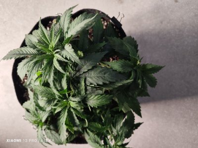 IMG_20230516_182730.jpg IMG_20230516_182730.jpg