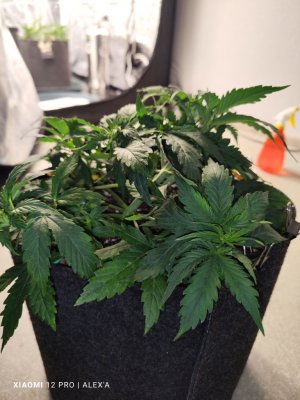 IMG_20230516_182743.jpg IMG_20230516_182743.jpg