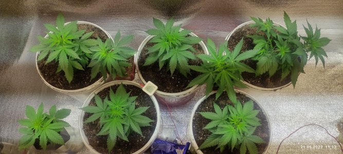 IMG_20230521_191338.jpg IMG_20230521_191338.jpg