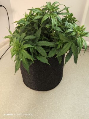 IMG_20230523_183424.jpg IMG_20230523_183424.jpg