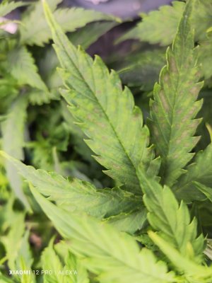 IMG_20230523_183515.jpg IMG_20230523_183515.jpg