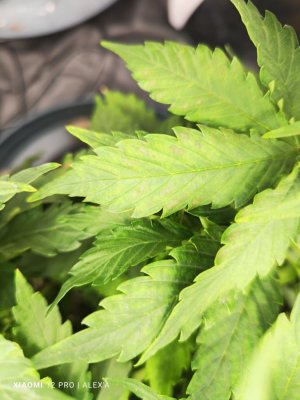 IMG_20230523_183518.jpg IMG_20230523_183518.jpg