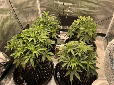 29F05D16-8D96-470E-96FD-0C6994882C1F.jpeg 29F05D16-8D96-470E-96FD-0C6994882C1F.jpeg