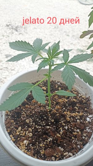 IMG_20230429_123117.jpg IMG_20230429_123117.jpg