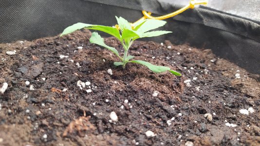 IMG_20230524_193907.jpg IMG_20230524_193907.jpg