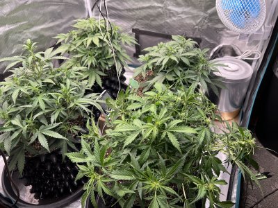 DF0F0D2C-56F6-444E-BD0F-E89EA679C011.jpeg DF0F0D2C-56F6-444E-BD0F-E89EA679C011.jpeg