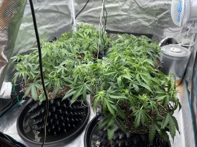 1680C93F-A087-4AEE-8B38-1DB508828BD2.jpeg 1680C93F-A087-4AEE-8B38-1DB508828BD2.jpeg