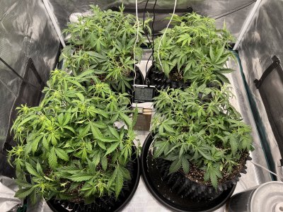 F206341C-0744-43F6-BB8F-26FCF1779942.jpeg F206341C-0744-43F6-BB8F-26FCF1779942.jpeg