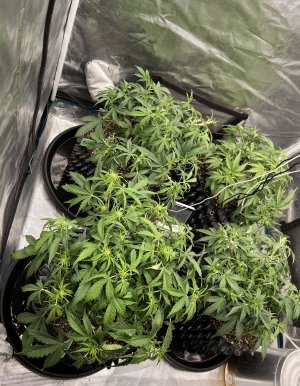 474A4ACD-4F9B-413B-BF1A-A3E313B89EA3.jpeg 474A4ACD-4F9B-413B-BF1A-A3E313B89EA3.jpeg