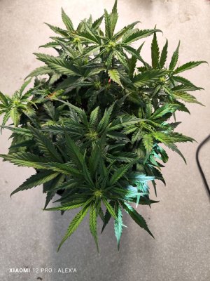 IMG_20230525_181446.jpg IMG_20230525_181446.jpg