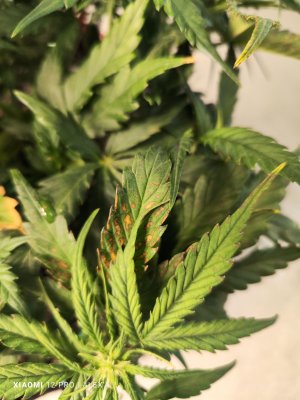 IMG_20230525_181501.jpg IMG_20230525_181501.jpg