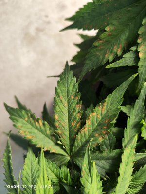 IMG_20230525_181845.jpg IMG_20230525_181845.jpg