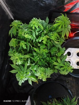 IMG_20230529_140703.jpg IMG_20230529_140703.jpg