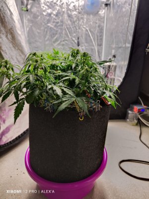 IMG_20230529_140735.jpg IMG_20230529_140735.jpg