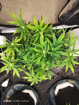 IMG_20230529_141743.jpg IMG_20230529_141743.jpg