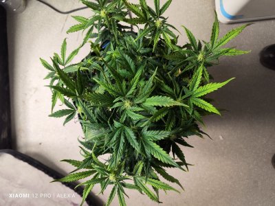 IMG_20230529_141719.jpg IMG_20230529_141719.jpg