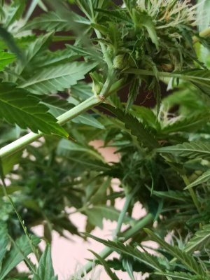 IMG_20230529_143256.jpg IMG_20230529_143256.jpg