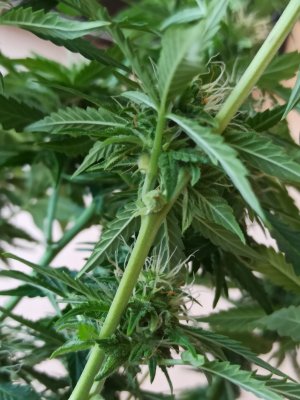 IMG_20230529_143242.jpg IMG_20230529_143242.jpg