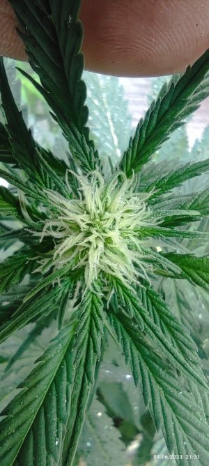 IMG_20230604_213131.jpg IMG_20230604_213131.jpg